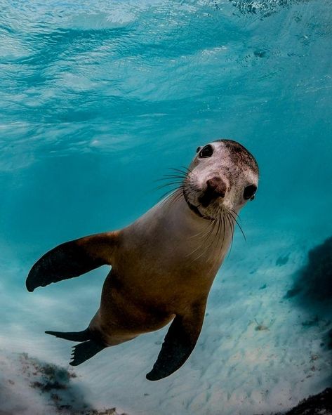 Funny Seals, Deep Sea Diving, Underwater Sea, Super Cute Animals, Marine Mammals, It's Friday, Sea Lion, Marine Animals, Ocean Creatures