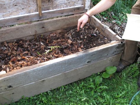 how to make a wormery | Worm composting, or vermiculture, is a fun and easy way to turn your organic waste into plant food and is ideal for people who don’t have space for a full size composter. You don’t even need a garden – you can keep your wormery indoors and produce compost for houseplants and window boxes. A wormery is also a great way to introduce children to gardening and the environment as they can help to build and care for the wormery. Worm Beds, Cacing Tanah, Worm Composting, Worm Farm, Natural Fertilizer, Garden Compost, Organic Soil, Earthworms, Composting