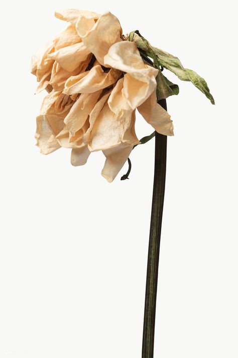 Dried tulip flower design element | free image by rawpixel.com / KUTTHALEEYO Wilted Flowers Aesthetic, Rotting Flowers, Dried Tulips, Rotten Flowers, Died Flowers, Wilting Flowers, Wilted Flowers, Flower Minimalist, Floral Logo Design