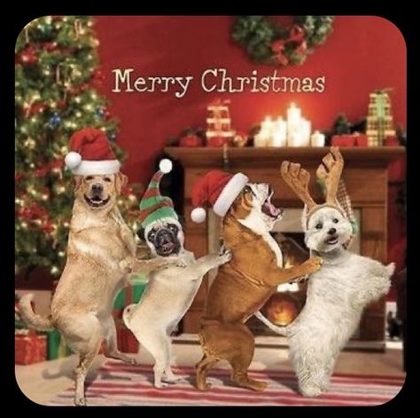 Christmas Funny Pictures, Merry Christmas Dog, Christmas Pets, Pug Christmas, Merry Christmas Wallpaper, Merry Christmas Funny, Christmas Dogs, Merry Christmas Images, Christmas Illustrations