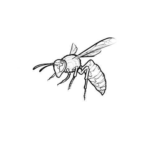 Wasp design Hornet Drawing Art, Small Wasp Tattoo, Tarantula Hawk Wasp Tattoo, Wasp Drawing Easy, Wasps Drawing, Hornet Tattoo Design, Bug Tattoo Stencil, Wasp Tattoos, Bugs Drawing Sketches