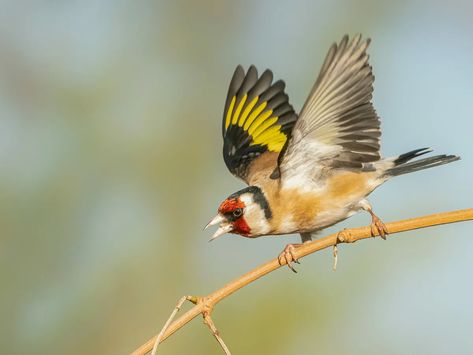 Goldfinch Drawing, Watercolor Goldfinch, Goldfinch Photography, Eurasian Bullfinch, European Goldfinch, Mummy Crafts, Bird Facts, What To Draw, Goldfinch