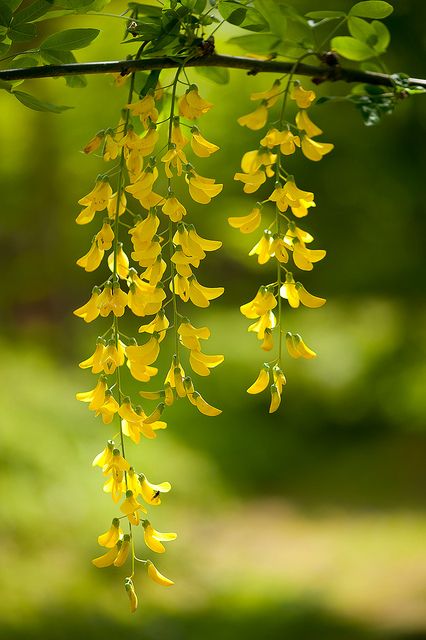 Laburnum Blossoms Golden Chain Tree, Alam Yang Indah, Mellow Yellow, Wisteria, Mimosa, Amazing Flowers, Love Flowers, Flowers Photography, Pretty Flowers