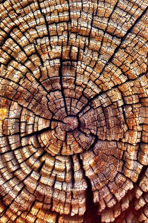 Texture Reference - Album on Imgur Abstract Perspective, Fractals In Nature, Hardwick Hall, Alabama Shakes, Wood Element, Motifs Organiques, Tree Stumps, Kodak Moment, Texture Inspiration