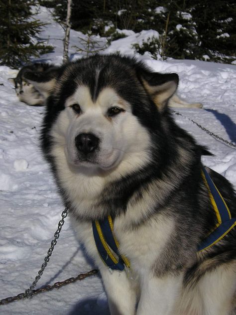 Siberian Samoyed, Baby Exotic Animals, Haski Dog, Alaskan Dog, Big Fluffy Dogs, Malamute Husky, Malamute Dog, Malamute Puppies, Snow Dogs