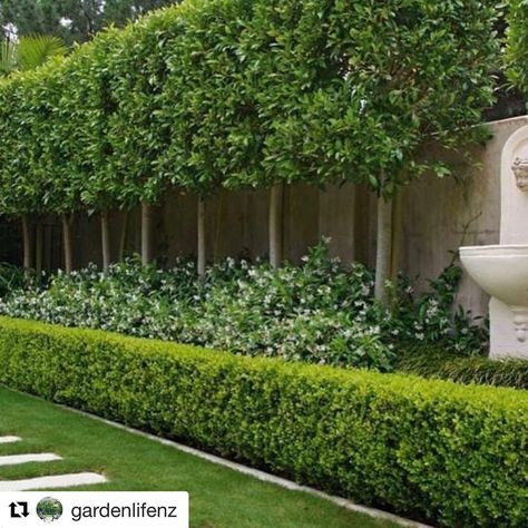 Manisha on Instagram: “Pleached trees.... and not “peach trees” as I thought they were called. Yes I actually thought they would bear fruit. But anyway, I reached…” Buxus Hedge, Pleached Trees, Garden Hedges, Residential Landscaping, Privacy Landscaping, Pool Landscape Design, Driveway Landscaping, Tiered Garden, Garden Privacy