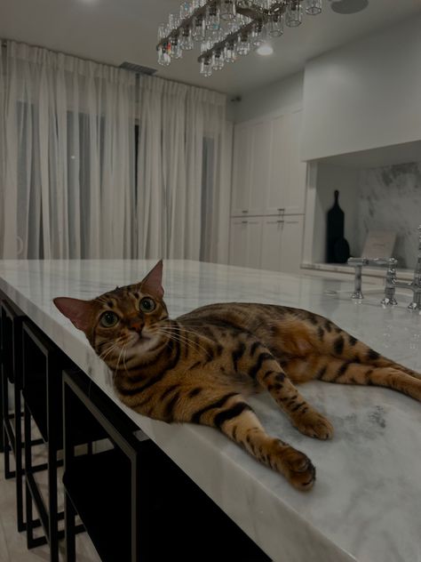 Rich Cat Aesthetic, Bengal Aesthetic, Bengal Cat Aesthetic, Ashera Cat, Cat Mansion, Dream's Cat, Leopard Cat, Luxury Cat, Aesthetic Cat