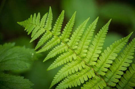 A beautiful vibrant closeup of fern leaves on a natural background in summer. Su , #Affiliate, #fern, #leaves, #closeup, #beautiful, #vibrant #ad Partial Shade Perennials, Evergreen Groundcover, Wood Fern, Buy Plants Online, Fern Leaves, Shade Perennials, Background Watercolor, Fern Plant, Small White Flowers