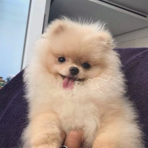 Cute Puppies Aesthetic, Big Dogs Breeds, Biggest Dog In The World, Biggest Dog, Pomeranian Puppy Teacup, Cute Fluffy Dogs, Cute Teacup Puppies, Westie Puppies, Very Cute Puppies