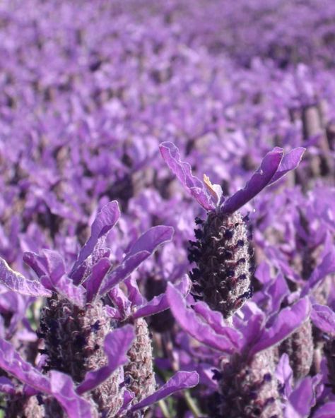 Lavandula stoechas is the most fragrant lavender. Cute rabbit-ear blooms attract bees & kids alike. Caring for it is easy with proper drainage & pruning. Lavandula Stoechas, Mountain Garden, Spanish Lavender, Liberty Garden, Small Purple Flowers, Lavender Seeds, Zone 7, Buy Seeds, Lavender Plant