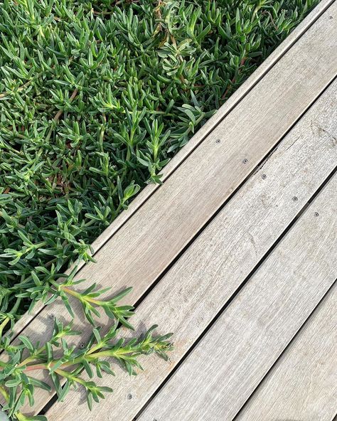 Love the pig face creeping over the greying spotted gum deck at this past job. Imperfect perfection! #habitatlandscaping #landscaping… Spotted Gum Deck, Spotted Gum Decking, Merbau Decking, Mums Garden, Decking Fence, Backyard Improvements, Grey Deck, Outdoor Decking, Garden Details