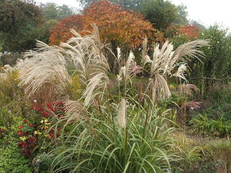 Miscanthus Transmorrisonensis Miscanthus Purpurascens, Eragrostis Trichodes, Pennisetum Rubrum, Miscanthus Ferner Osten, Desert Plains Pennisetum, Secret Garden, Yard, Herbs, Plants