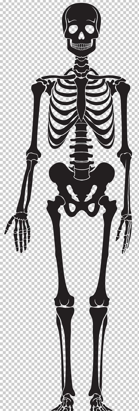 Skeleton Clipart Black And White, Anatomy Black And White, Bone Drawing, Skeleton Clipart, Cartoon Skeleton, Skeleton Body, Leg Bones, Skeleton Drawings, Skeleton Png