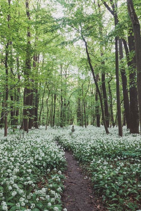 Forest covered with flowering white bear garlic, Allium ursinum, during the spring months. The white flowers give the forest a royalty free stock ph Allium Ursinum, Spring Months, Month Flowers, White Bear, The Forest, White Flowers, The White, Garlic, Royalty