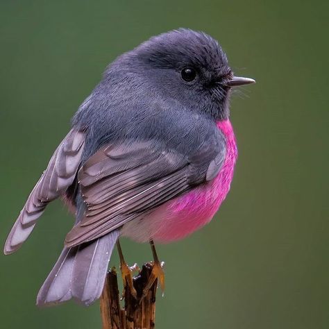 𝑇ℎ𝑒 𝐺𝑙𝑎𝑐𝑖𝑒𝑟 on Twitter: "Australian Pink Robin Bird #NaturePhotography #Nature… " Pink Robin, Instagram Posting, Most Beautiful Birds, Australian Birds, Bird Pictures, Exotic Birds, Pretty Birds, Bird Photo, Colorful Birds