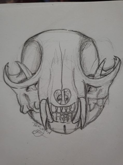 Skull drawing I did Cat Skull, Skull Drawing, Front View, Drawings, Art