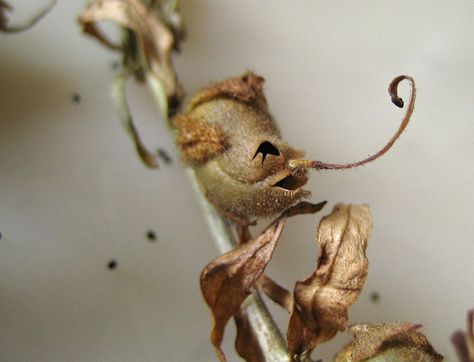 Seed Pod Jewelry, Seed Pods Art, Garden Witch, Snapdragon Flowers, Witch Jewelry, Language Of Flowers, Fine Art Jewelry, Botanical Jewelry, Flower Skull