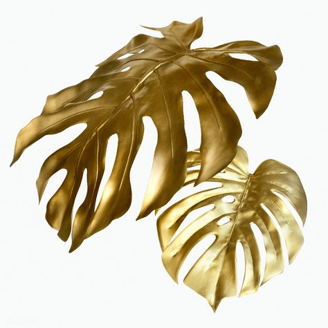 Shiny golden monstera leaves on a white background mockup | premium image by rawpixel.com / Teddy Rawpixel Gold Monstera Leaf, Leaf Mobile, Frame Instagram, Rose Flower Photos, Christmas Wall Hangings, Gold Leaf Art, Monstera Leaves, Big Leaves, Monstera Deliciosa