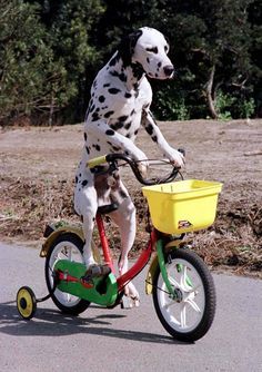 Sporty Dog, Heartwarming Pictures, Reactive Dog, Silly Dogs, Sporting Dogs, Cute Cats And Dogs, Dog Photography, Baby Dogs, Dalmatian