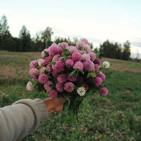 Ƭɦҽ Ꮥwҽҽʈ Ꮥɱҽℓℓ Ꭷʄ Ꮳℓσvҽɽ Flowers Aesthetic Field, Meadow Bouquet, Aesthetic Field, Chive Flower, Nature Field, Vsco Nature, Red Clover, Dekor Diy, Wild Love