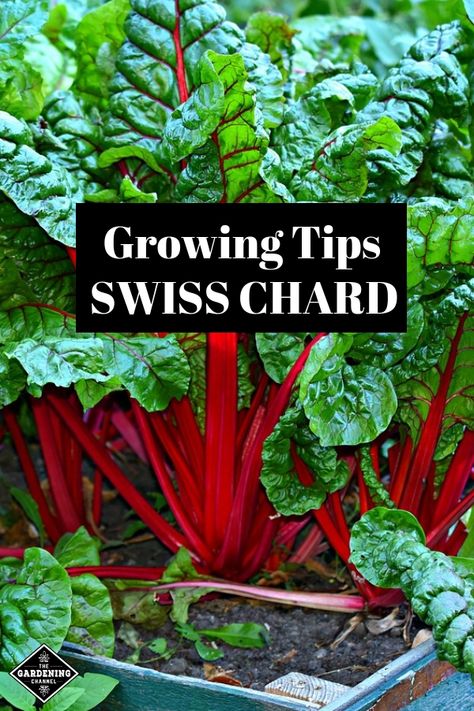 Learn more about growing Swiss chard. Follow these complete directions to grow Swiss chard in your vegetable garden, with other flowering annuals and perennials or in containers. #gardeningchannel #gardening #growingvegetables #growingswisschard Growing Swiss Chard, Gemüseanbau In Kübeln, Growing Tomatoes In Containers, Container Vegetables, Organic Vegetable Garden, Growing Tips, Tomato Garden, Home Vegetable Garden, Wildflower Garden