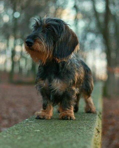 Dachshund Wirehaired, Dachshund Colors, Doxie Puppies, Dachshund Breed, Dog Anatomy, Wire Haired Dachshund, Puppies And Kitties, Dachshund Puppies, Dachshund Puppy