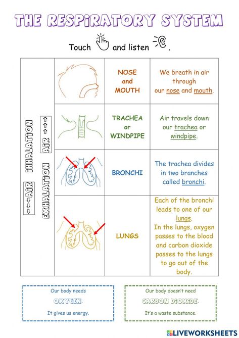 Respiratory System Worksheet, System Theory, Human Respiratory System, The Respiratory System, Systems Theory, Circulatory System, Respiratory System, School Subjects, Online Workouts