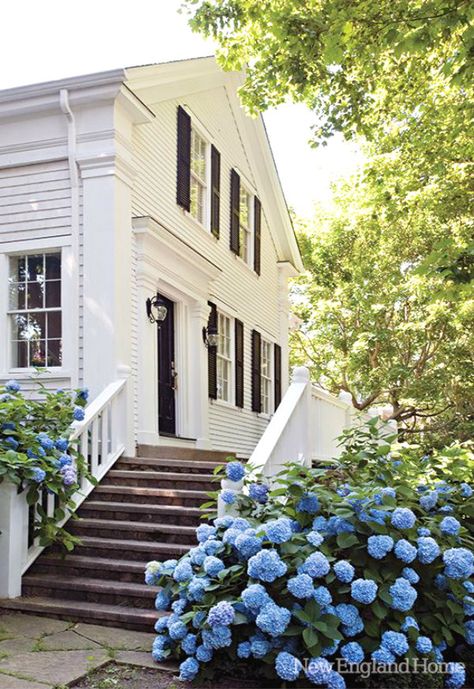 ciao! newport beach: summer hydrangeas White House With Black Shutters, House With Black Shutters, Black Shutters, Hydrangea Bush, Blue Hydrangeas, Green Color Schemes, Front Steps, New England Homes, New England Style