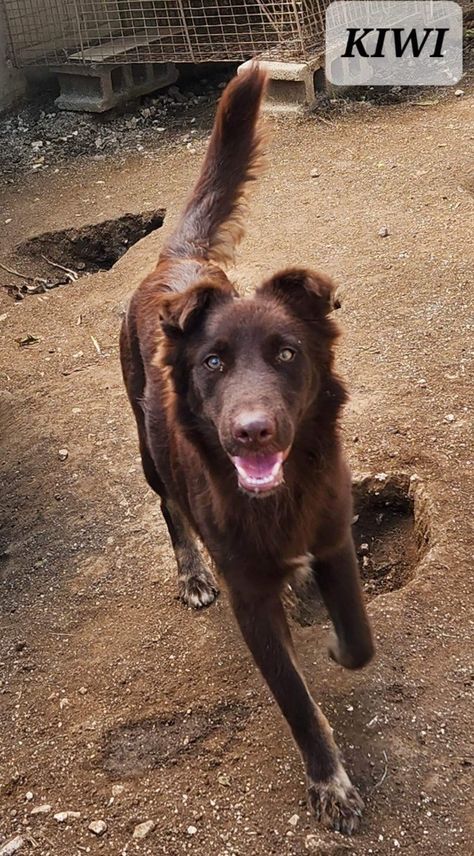 Dog for adoption - KIWI, a German Shepherd Dog & Labrador Retriever Mix in Villalba, PR | Petfinder Dog Labrador, Labrador Retriever Mix, German Shepherd Dog, Dog Behavior, Dog Health, German Shepherd Dogs, Second Chance, Shepherd Dog, Animal Shelter