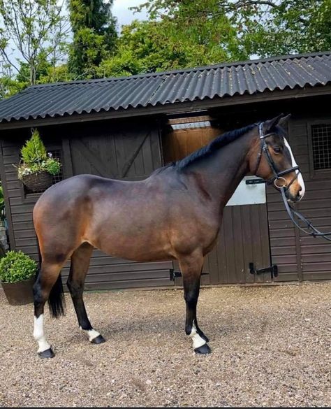 Dappled Bay Horse, Light Bay Horse, Bay Pony, Aesthetic Equestrian, Beautiful Horses Wild, Irish Sport Horse, Horsey Life, Horse Family, Equestrian Aesthetic