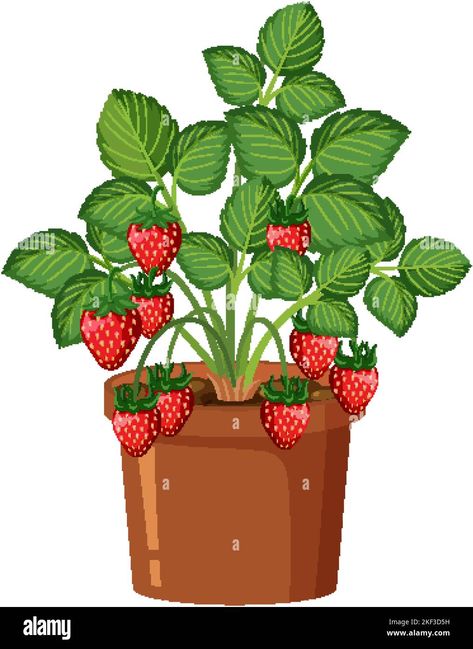 Growing Strawberry Plants In A Pot, Strawberry Poster, Pot Illustration, Strawberry Drawing, Plant Clipart, Growing Seedlings, Strawberry Tree, Strawberry Plant, Plant Clips