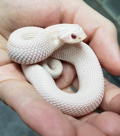 Cute Hognose Snake, Western Hognose, Western Hognose Snake, Snake Facts, Hognose Snake, Baby Snakes, Pretty Snakes, Snake Wallpaper, Cute Reptiles