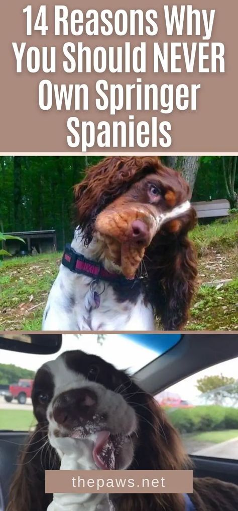 We warn you! Do NOT own these monsters. Springer Spaniels deserves to be on the top list of the worst dogs ever. Let us tell you why! Springer Puppies, English Springer Spaniel Puppy, Girl Dog Names, Best Dog Names, Springer Spaniel Puppies, Springer Spaniels, Top List, Spaniel Puppies, English Springer