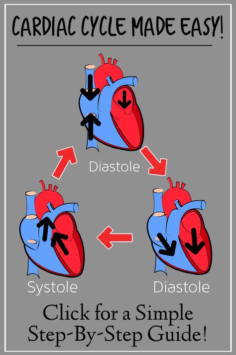 Click for an easy step-by-step of the heart cycle! Learn the cardiac phases including diastole and systole with this simple diagram that makes cardiology and physiology easy! Great for nursing notes and medical students studying the circulatory system! Also discusses the conduction system, blood flow through the heart, and the anatomy of the heart including the ventricles, atria, valves, superior and inferior vena cava, pulmonary artery, and aorta. Blood Flow Through The Heart, Cardiology Study, Preschool Curriculum Themes, Anatomy Of The Heart, Cardiac Anatomy, Emt Study, Cycle Phases, Cardiac Cycle, Heart Structure