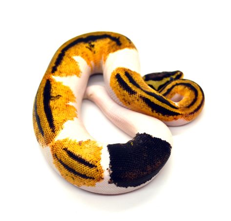 YB Pastel Pied Paradox Ball Python by ReptileKreations Rosy Boa, Ball Python Morphs, Ball Python, Python, Reptiles, Animals