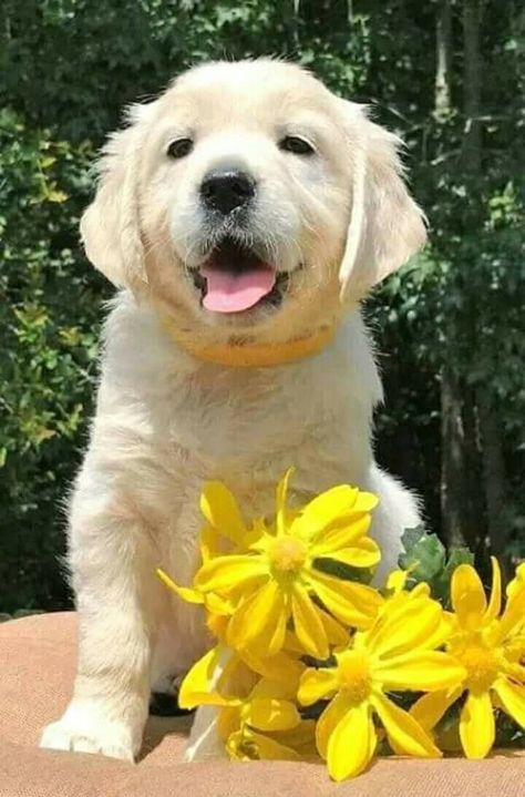 Golden Retriever Instagram, English Cream Golden Retriever, Cream Golden Retriever, English Cream, Golden Retriever Puppies, Great Dane Puppy, Retriever Puppies, Labrador Retriever Puppies, Adorable Puppy