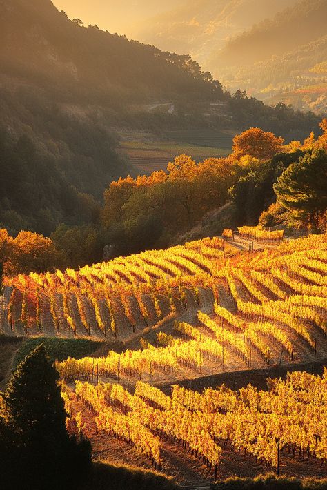 "Discover the beauty of Autumn Wine Tours in Tuscany! 🍇🍷🍂 Wander through rolling vineyards, savor rich Italian wines, and immerse yourself in Tuscany’s stunning fall scenery. From charming wine estates to picturesque landscapes, experience the ultimate autumn escape. ✨🌿 #TuscanyWineTours #AutumnInItaly #WineLovers" Job Aesthetic, Italian Vineyard, Tuscany Wine, Fall Scenery, Italian Wines, Autumn Wine, Cozy Cat, Autumn Scenery, Wine Tour