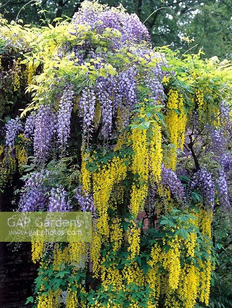 GAP Gardens - Wisteria and Laburnum on ... Flower Pergola, Laburnum Tree, Yellow Wisteria, Planting Companions, Tiefling Sorcerer, Lotus Flower Images, Plantarea Legumelor, Dream House Garden, Wisteria Garden