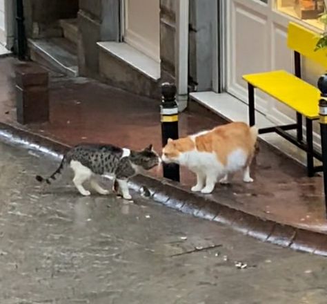 under the rain Under The Rain Aesthetic, The Rain Aesthetic, Cats Kissing, Cats In Love, Rain Aesthetic, Kissing In The Rain, Under The Rain, In The Rain, The Rain