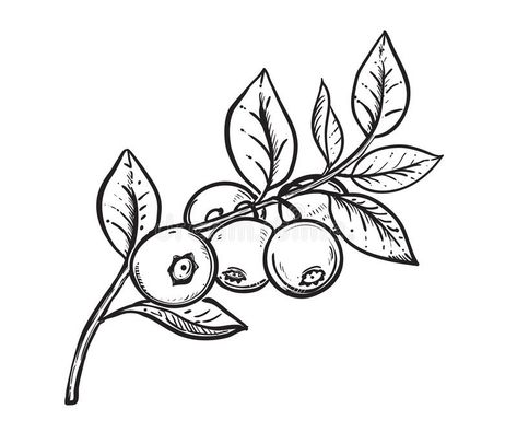 Fruit Sketch, Fruit Tattoo, Coloring Page For Adults, Food Illustration Art, Plant Drawing, Time Tattoos, Pretty Tattoos, Lotus Flower Tattoo, Leg Tattoos