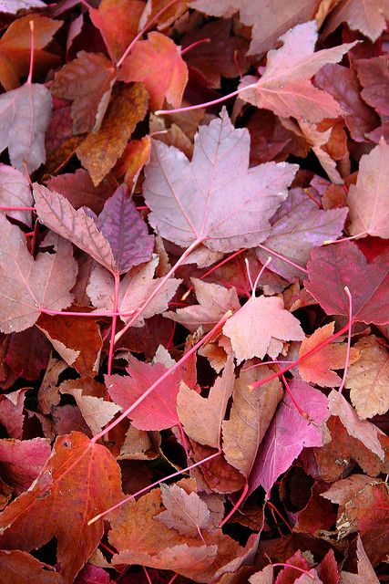 Autumn leaves, autumn colour of reds, deep pinks and oranges Leaves On The Ground, Colored Leaves, Autumn Beauty, Jolie Photo, Autumn Aesthetic, Fall Wallpaper, On The Ground, Autumn Day, Nature Beauty