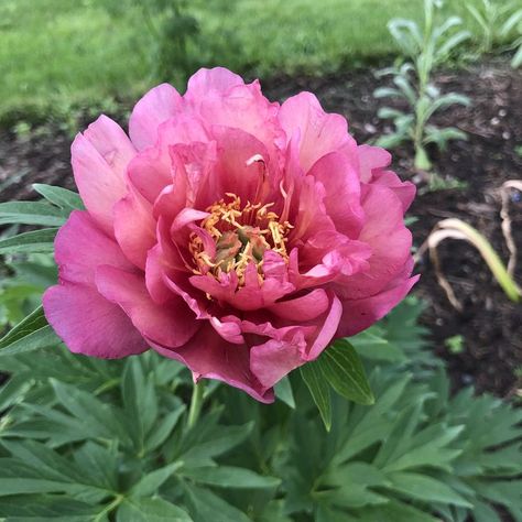 Itoh Peony, Itoh Peonies, Julia Rose, Front Yard, Peonies, Plants, Flowers