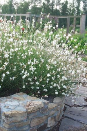 Gaura Whirling Butterflies WAND FLOWER Snow white, starry-white ... Gaura Plant, Whirling Butterflies, Survival Gardening, Moon Garden, White Gardens, Plant Nursery, Garden Cottage, Raised Garden, Front Garden