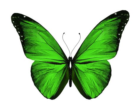 #TheLimited  #EmeraldGreen  #GreenButterfly Emerald Green Butterfly, Cute Journal Stickers, Green Aesthetic Tumblr, Butterfly Bouquet, Gold Wallpaper Background, Cute Journal, Cute Journals, Flyer And Poster Design, Dragon Wings