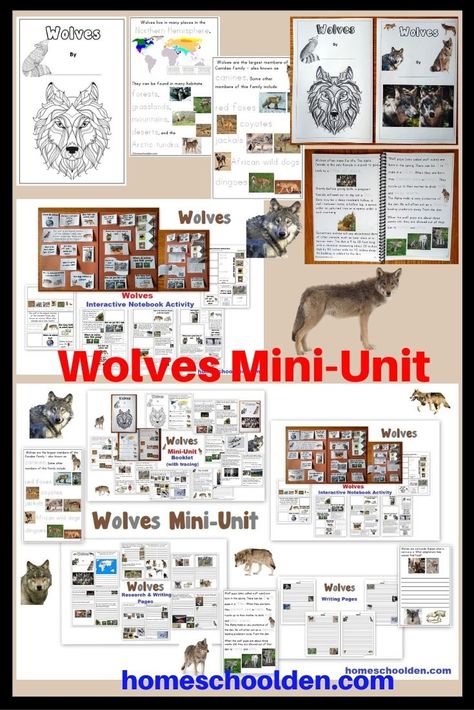 Wolves Preschool Activities, A Wolf Called Wander Activities, Wolf Unit Study, Wolf Activities For Kids, A Wolf Called Wander, Coyote Facts, Wolf Activities, Seven Sacred Teachings, Wolf Crafts