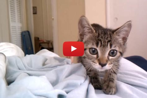 Kitten Cute Attack! » Love Meow Cat Ownership, Kitten Beds, Cute Cat Memes, Cat Attack, Funny Cat Memes, Cute Kittens, Funny Cat Videos, Silly Cats, Dog Gifs