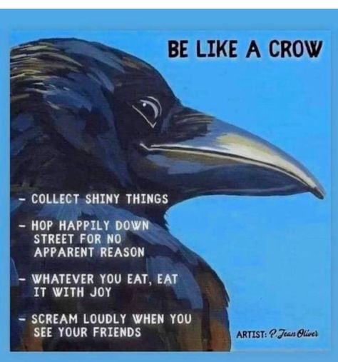 Humor Animal, A Crow, Crows Ravens, Black Bird, The Words, Make Me Smile, Really Funny, Funny Animals, Funny Jokes