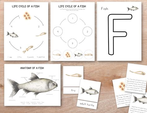 Nature Unit Study, Fish Life Cycle, Fish Anatomy, Cycle Poster, Fish Coloring, Vocabulary Flash Cards, Anatomy Poster, Fish Activities, Montessori Lessons