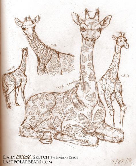 Animal Sketch, Animal Drawings Sketches, Animal Reference, Animal Study, Desen Anime, Arte Sketchbook, Animal Sketches, Sketchbook Inspiration, Polar Bears