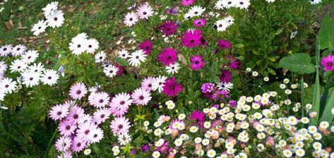 African Daisy is a perennial plant that can bloom for months and will do so year after year. Therefore, it is highly recommended for areas with high humidity and low light or dappled shade. Osteospermum is a genus of a flowering plant in the family Asteraceae, native to southern Africa. Several hybrids and cultivar have […] Border Plants, Sandy Soil, Flower Border, Perennial Garden, Flowers Perennials, Butterfly Garden, Drought Tolerant, Perennial Plants, Rock Garden